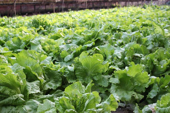 北京市九华山室外温泉视频,北京九华山温泉价目表