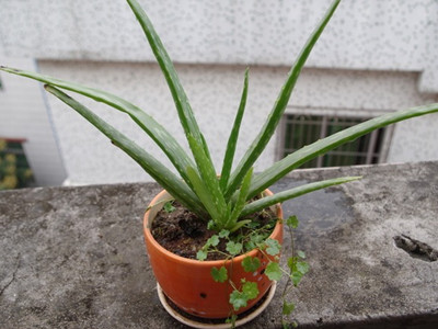 芦荟怎么养才能又大又肥还能开花,芦荟怎么才能养得肥绿