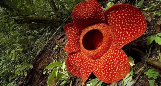 沙巴跳岛一日游,沙巴高品质旅游体验攻略