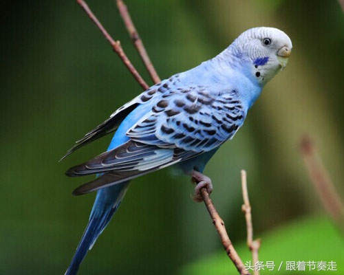 呆萌宠物，猜猜是啥电影中的主人公