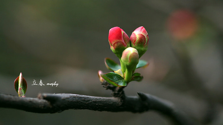 丁酉年是鸡年吗,农历丁酉鸡年是否两头春
