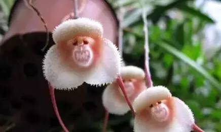 猴年说猴中猴的特点,猴年说猴