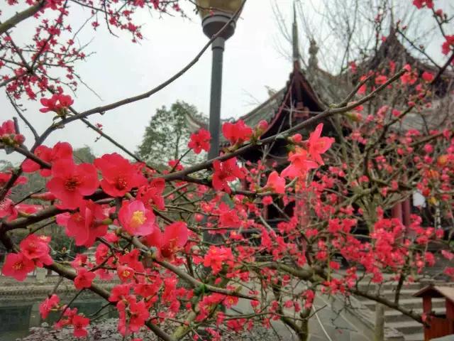 鑺辨捣閲嶇鏉ヨ,鑺辨捣鏉ヨ