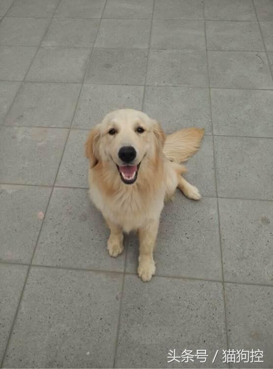 回来发现金毛嘴肿了,金毛舌头发紫正常吗