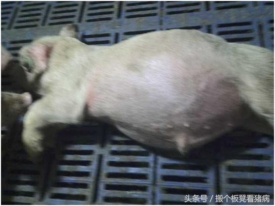 驾驭猪病—猪涨肚子了，养猪人按这三类情况抓紧治疗