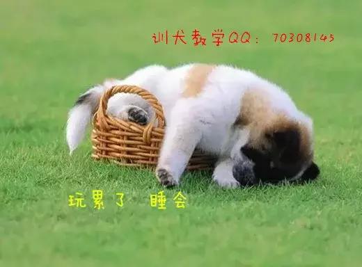 狗狗腹泻怎么治疗最快,狗狗呕吐腹泻