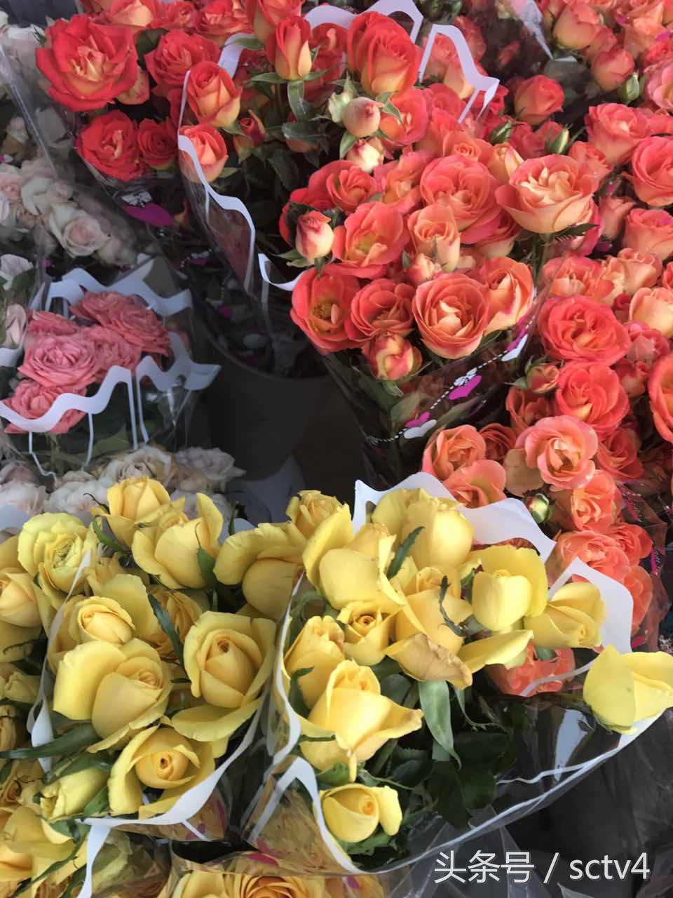 玫瑰价格今日行情,最近玫瑰还会涨价吗