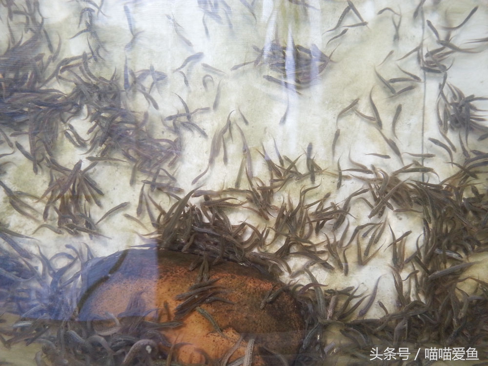 泥鳅养殖成活率高吗,养泥鳅苗种饲养管理技巧有哪些