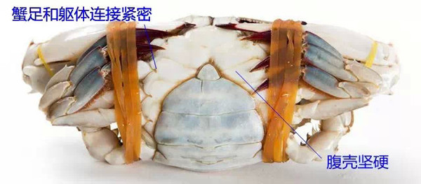 秦皇岛海鲜吃到爽,秦皇岛海港区吃海鲜靠谱便宜