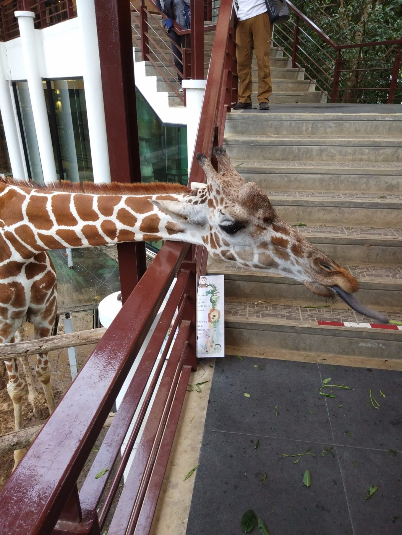 泰国清迈曼谷四日游攻略,说走就走的旅行港澳篇