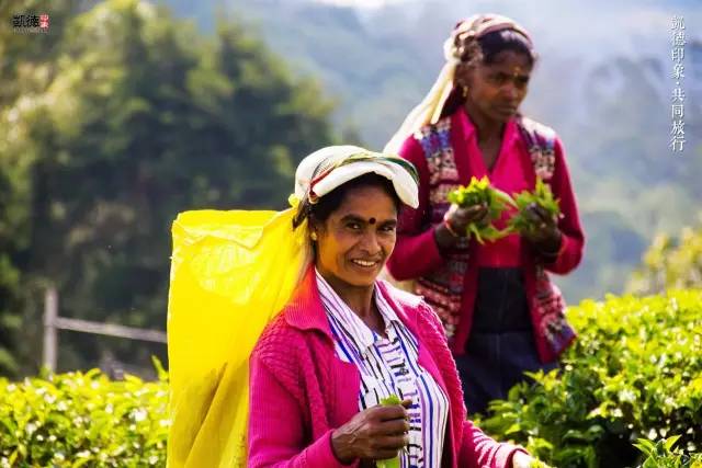 遇见斯里兰卡自由行：狮子国奇遇记