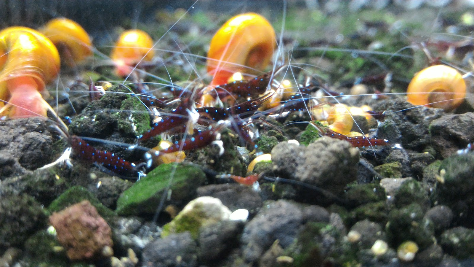 家庭观赏虾品种,家养观赏虾