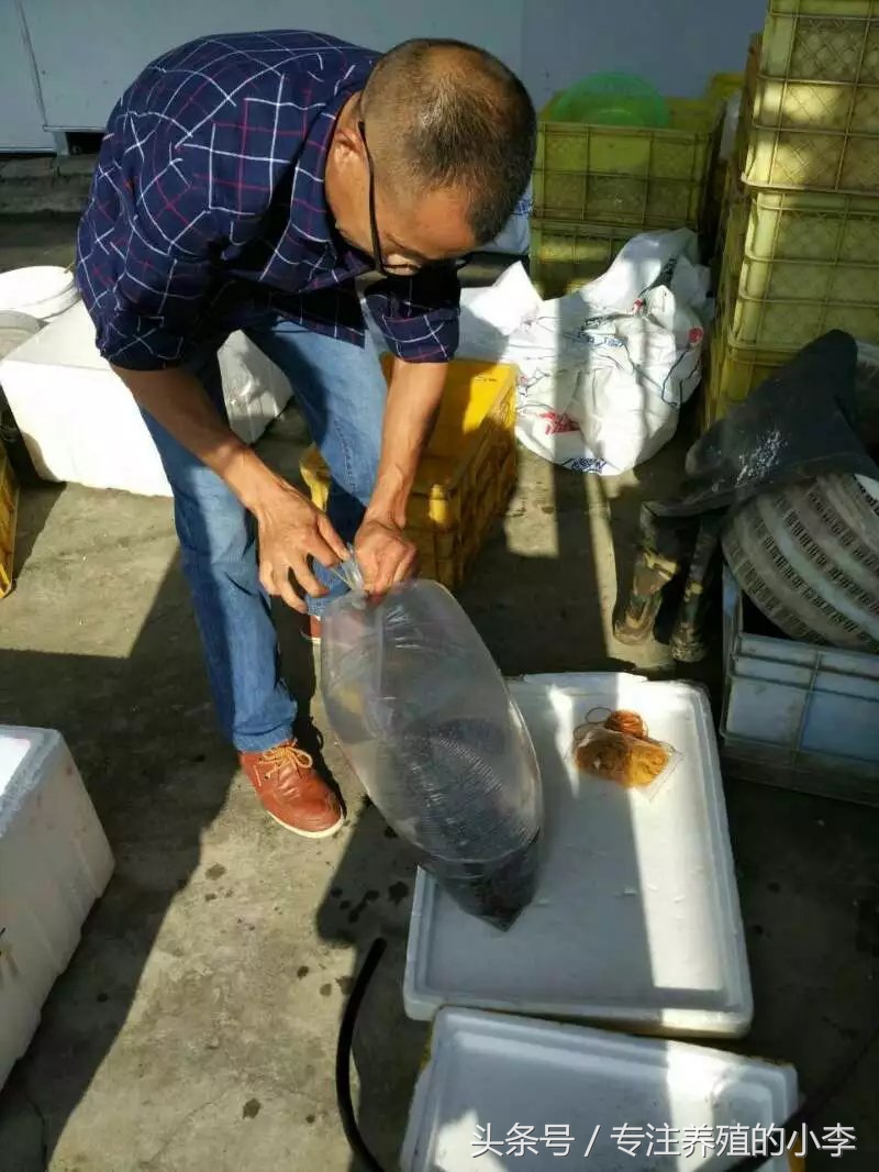 最便宜泥鳅苗,泥鳅的骗局揭秘视频