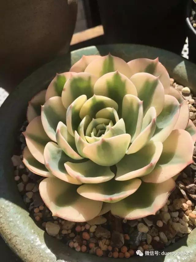 多肉是黯淡生活里的良药,多肉是解决烦恼和疲惫的良药