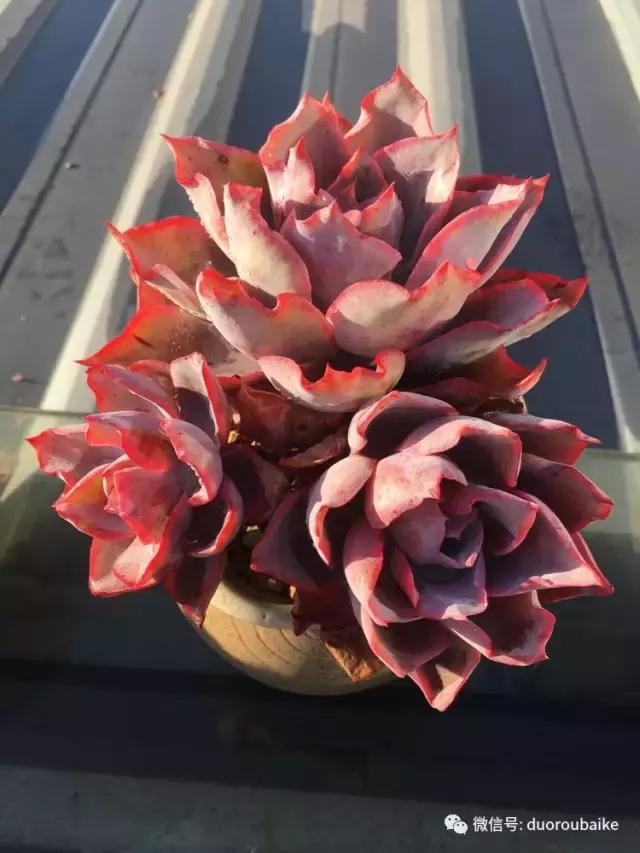 多肉是黯淡生活里的良药,多肉是解决烦恼和疲惫的良药