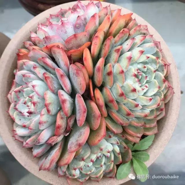 多肉是黯淡生活里的良药,多肉是解决烦恼和疲惫的良药