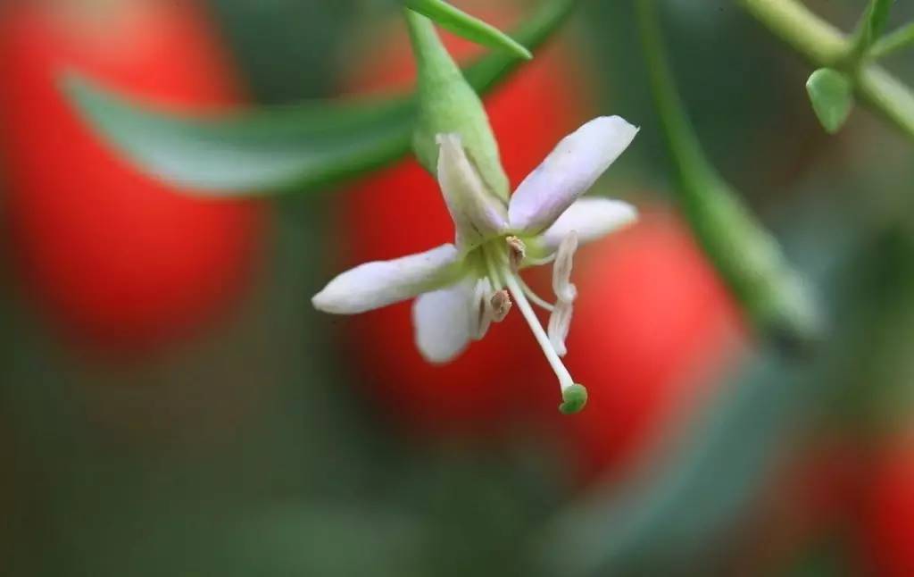 本草纲目中的枸杞,本草纲目枸杞篇