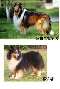 普遍的狗狗品种大全及图片,所有狗狗品种集合大全