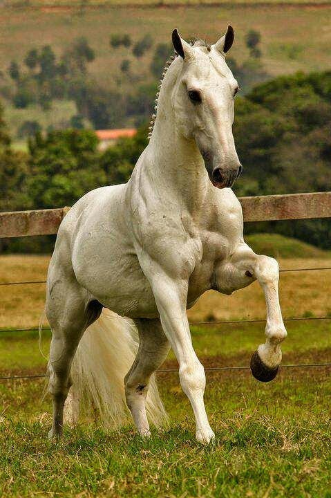 外国真品汗血宝马,汗血宝马多少钱一匹在美国