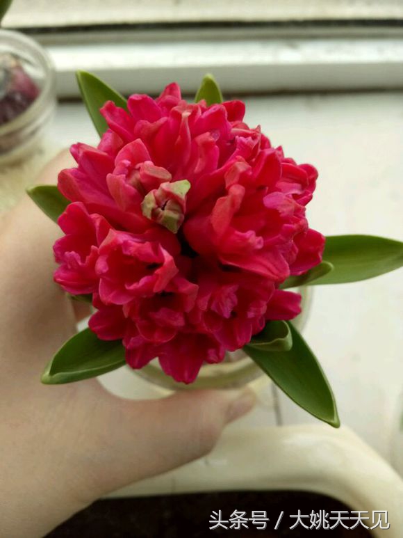 看完这些再决定要不要养猫吧,学会这几招还怕风信子养不活