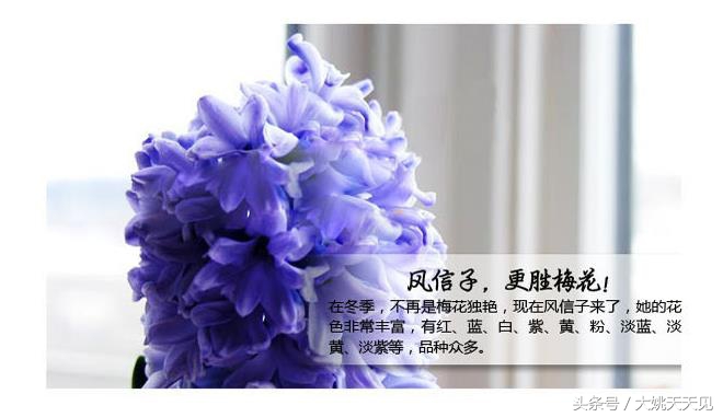 看完这些再决定要不要养猫吧,学会这几招还怕风信子养不活