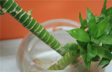 观音富贵竹黄叶怎么办,富贵竹干尖黄叶怎么办