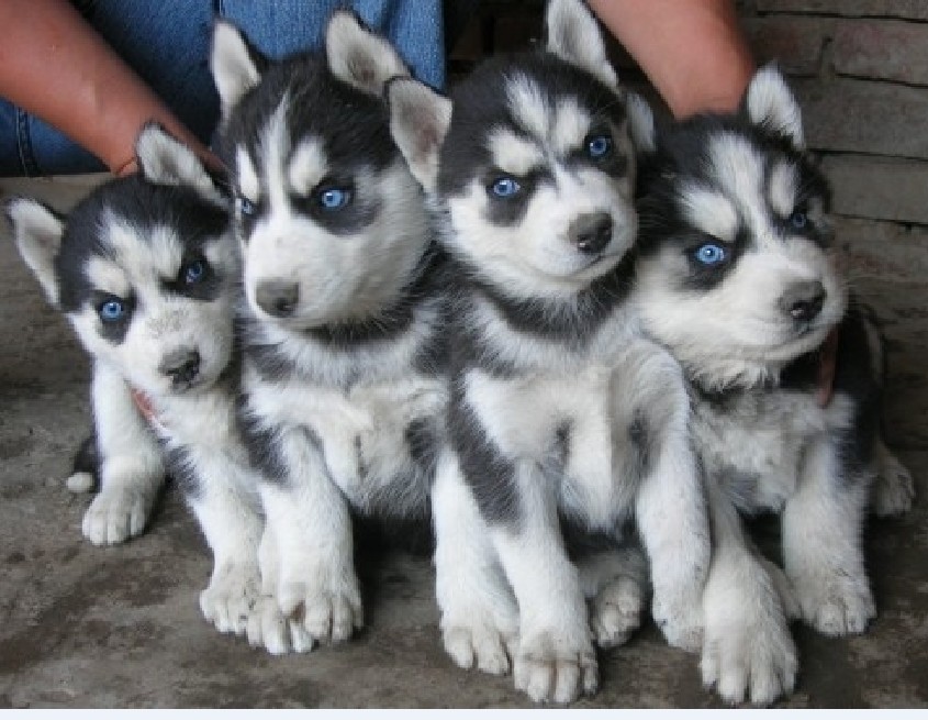 哈士奇购买途径,如何挑选购买哈士奇