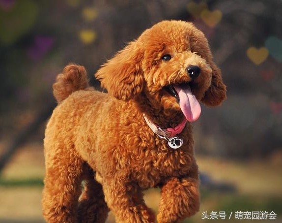 泰迪不能吃的一些食物，以及误食后的中毒症状，很多狗狗都适用