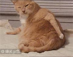 泰迪喝酒喝醉了,泰迪喝醉了怎么办