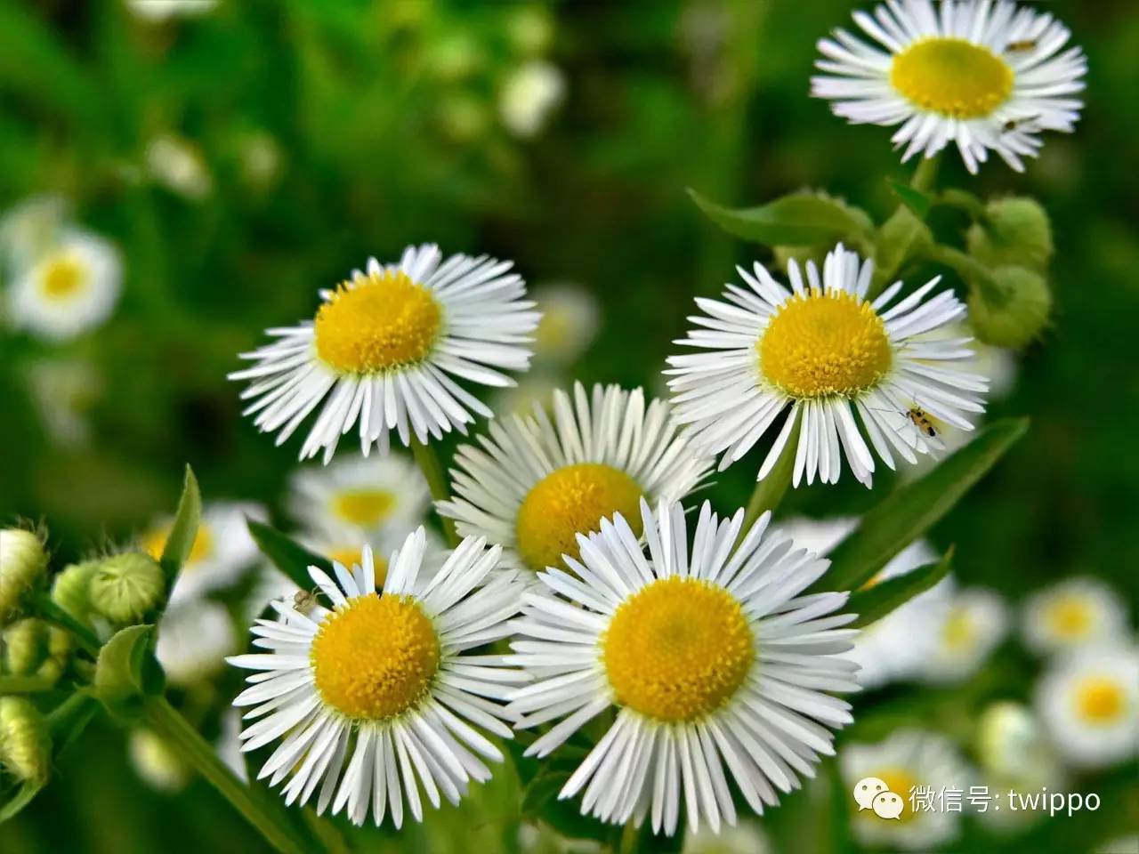 不用香水的女人没有未来英文,不用香水的女人身上有香味