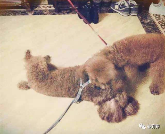 一只贵宾狗,一只贵宾犬