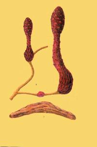 中医锁阳的功效,药食同源补肾壮阳