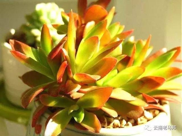 云南多肉冰玫瑰,云南的冬日多肉依旧色彩绚烂