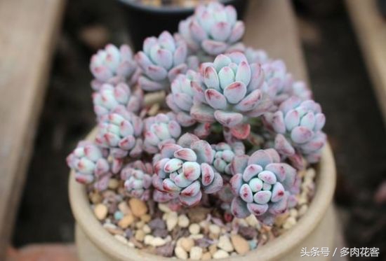 多肉植物漫画汤姆大叔教你每天认识一款多肉