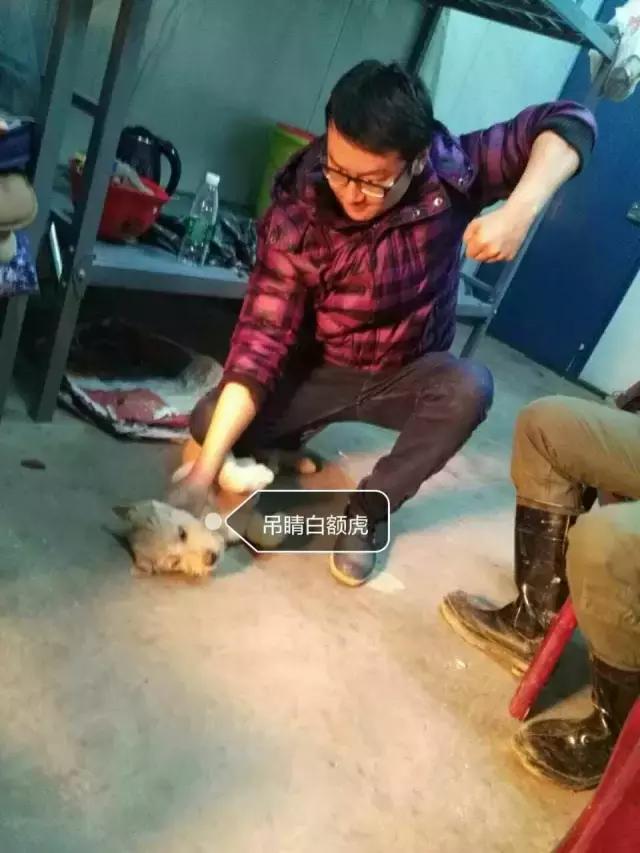 长沙人爱养什么品种的鸟,长沙人为什么喜欢养乌龟