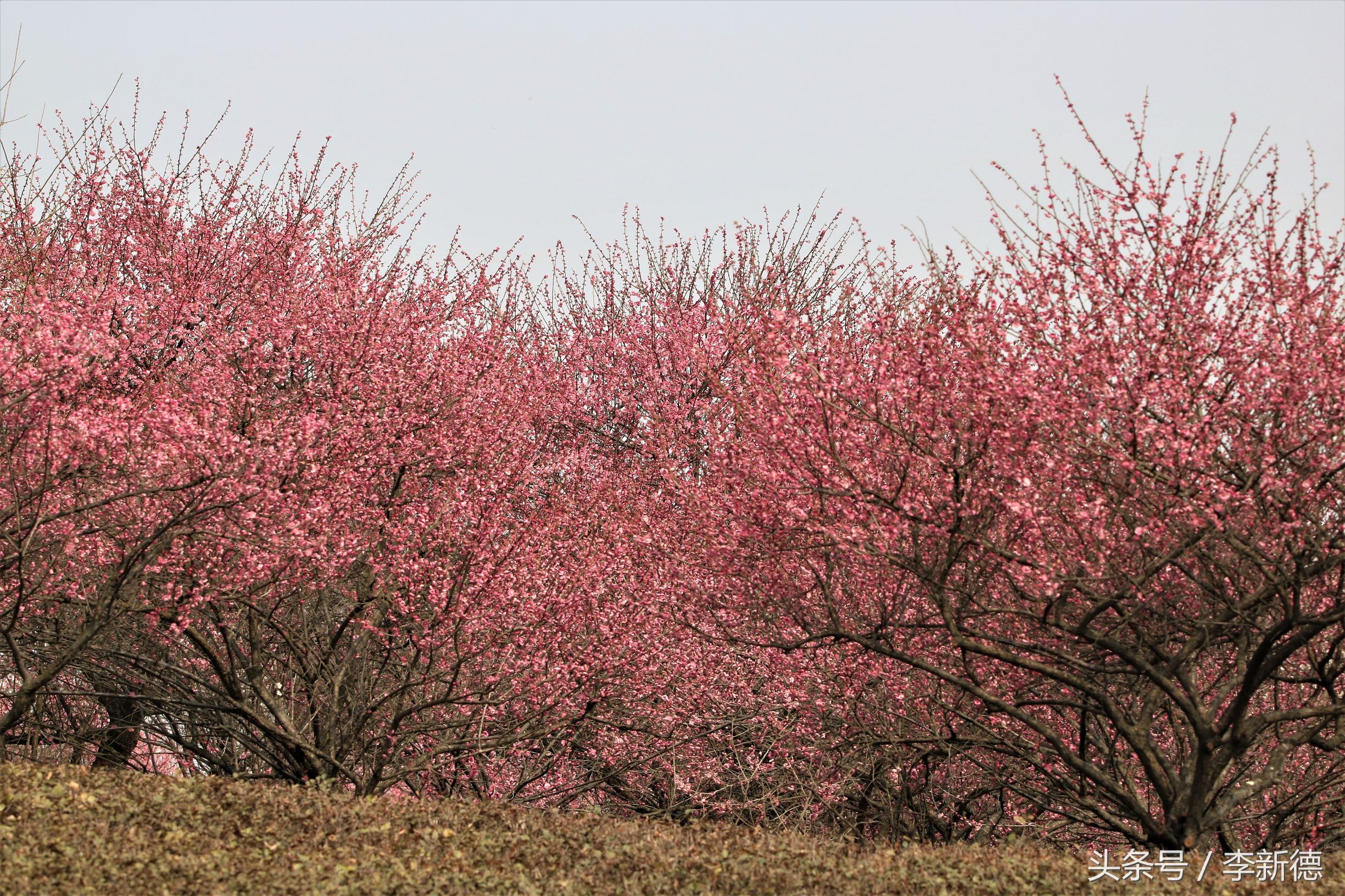 合肥翡翠心形湖,合肥最大翡翠湖