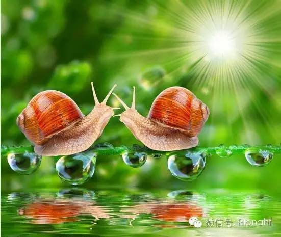 韩国红蜗牛霜,伊思白蜗牛霜好用吗