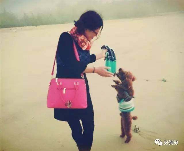 一只贵宾狗,一只贵宾犬