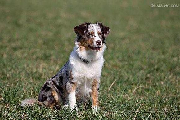 普遍的狗狗品种大全及图片,所有狗狗品种集合大全