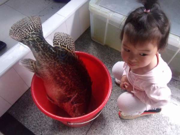 牛人自制钓鲢鱼饵,自制鱼竿钓七星鱼