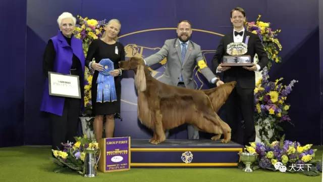 德牧登顶！BIS视频！世界第一犬展2017西敏寺赛果总汇