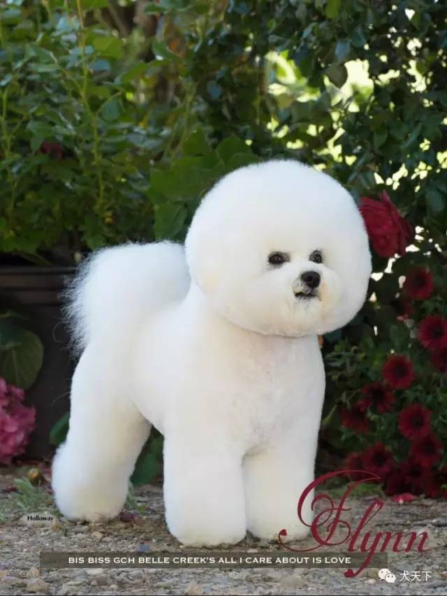 德牧登顶！BIS视频！世界第一犬展2017西敏寺赛果总汇