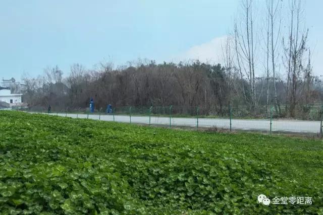 虐狗秀恩爱名场面,虐狗秀恩爱高甜视频