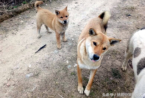 中华田园犬与东北笨狗一样吗,福建正宗中华田园犬