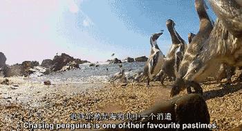 豆瓣9.7的企鹅版《无间道》，上演最萌版「原配撕小三」！