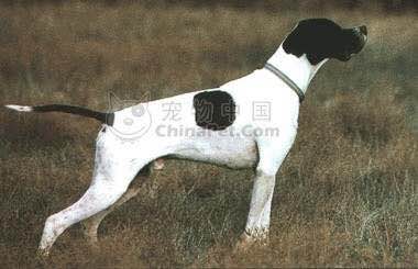 收藏狗狗的图片,收藏宠物集