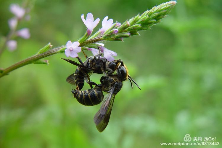 微距镜头下的昆虫视角,微距下的昆虫摄影