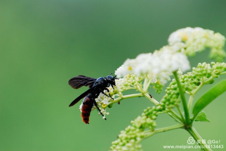 微距镜头下的昆虫视角,微距下的昆虫摄影