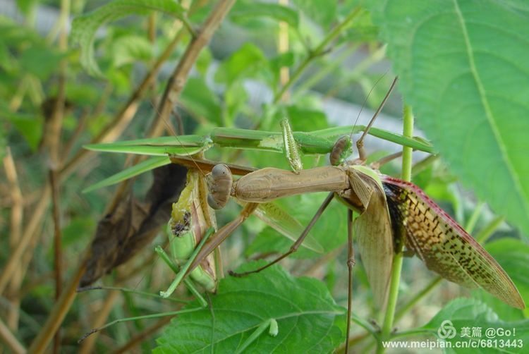 微距镜头下的昆虫视角,微距下的昆虫摄影