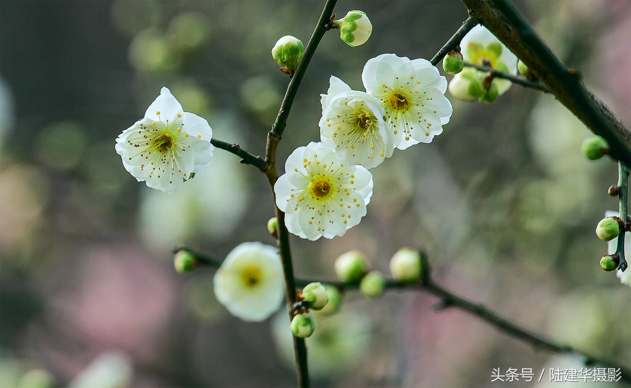 无锡梅园，春风十里不如你